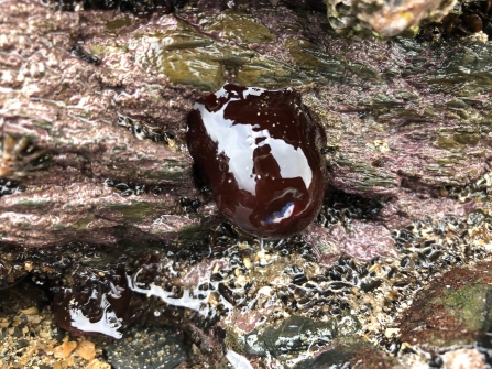 Beadlet Anemones Species Spotlight Ulster Wildlife